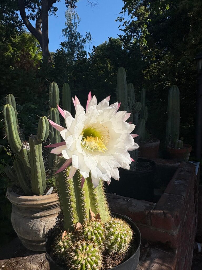 Sun Goddess