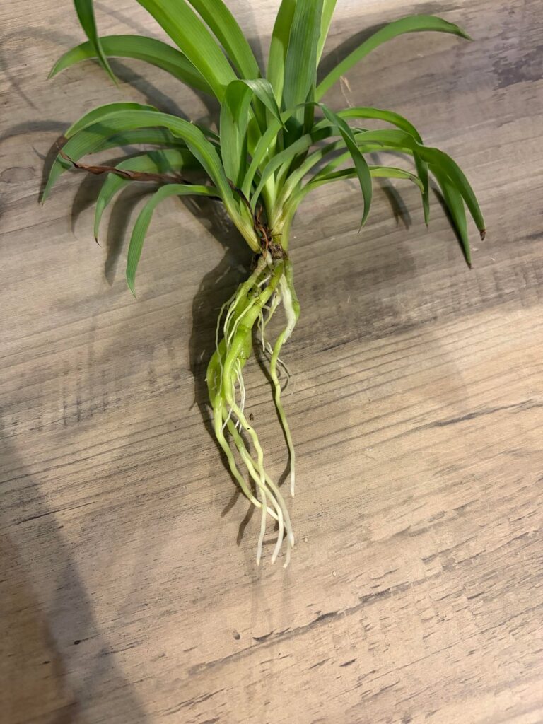 Proplifting progress!!