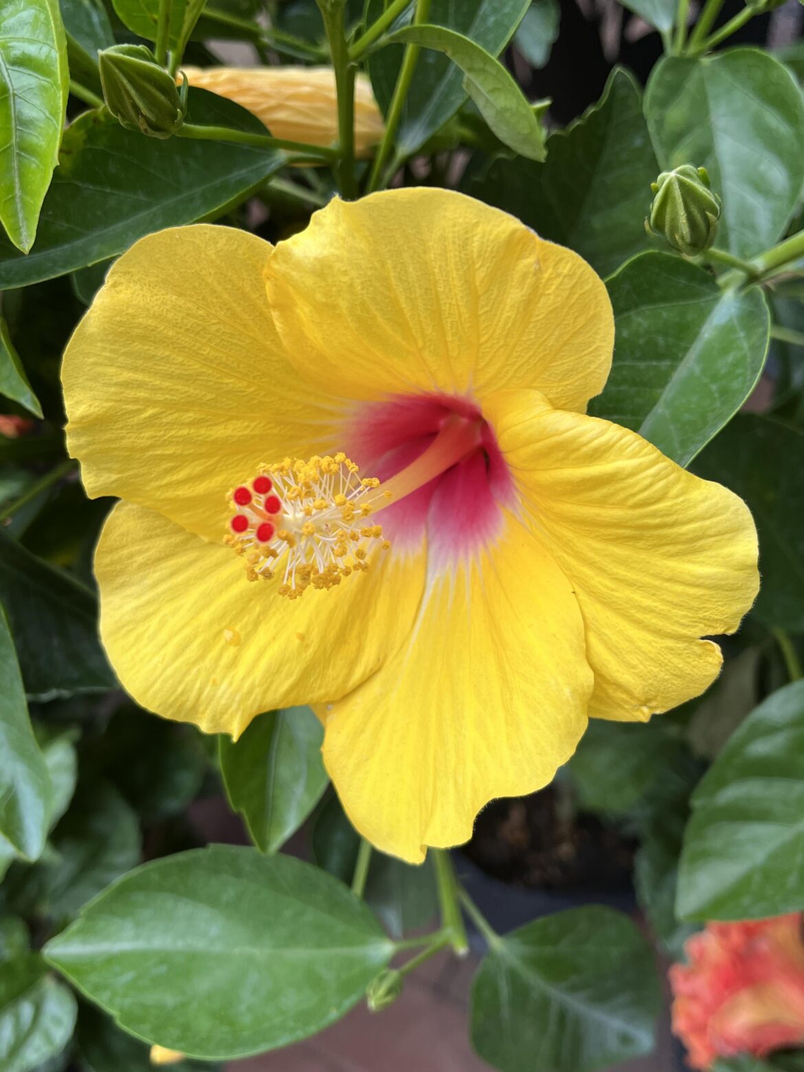 Hibiscus [oc]