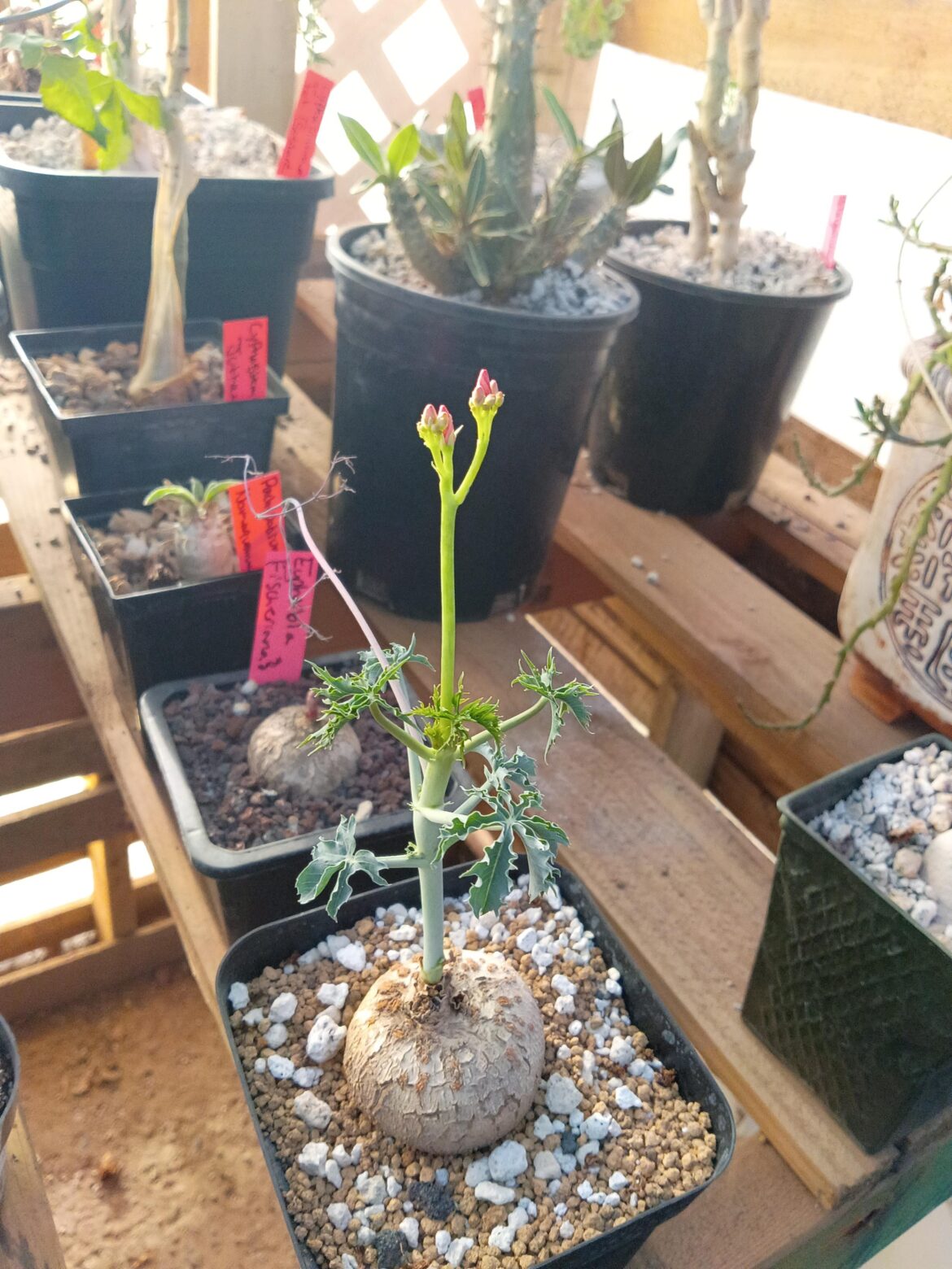 Lil guy is flowering again. Jatropha berlenderii(not 💯 on spelling.