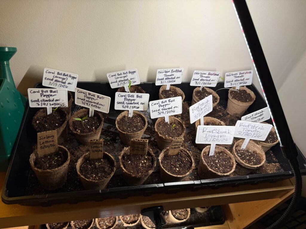 Why did my seedlings stop growing?