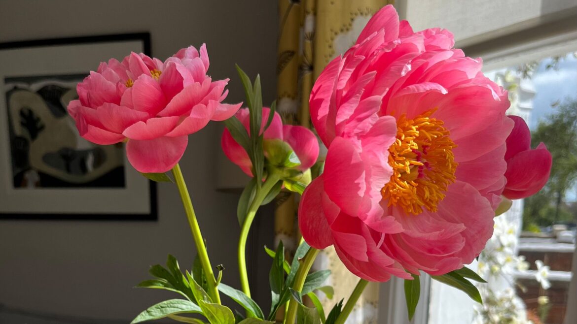 I’m a gardener and this is the one plant you should never put in a pot