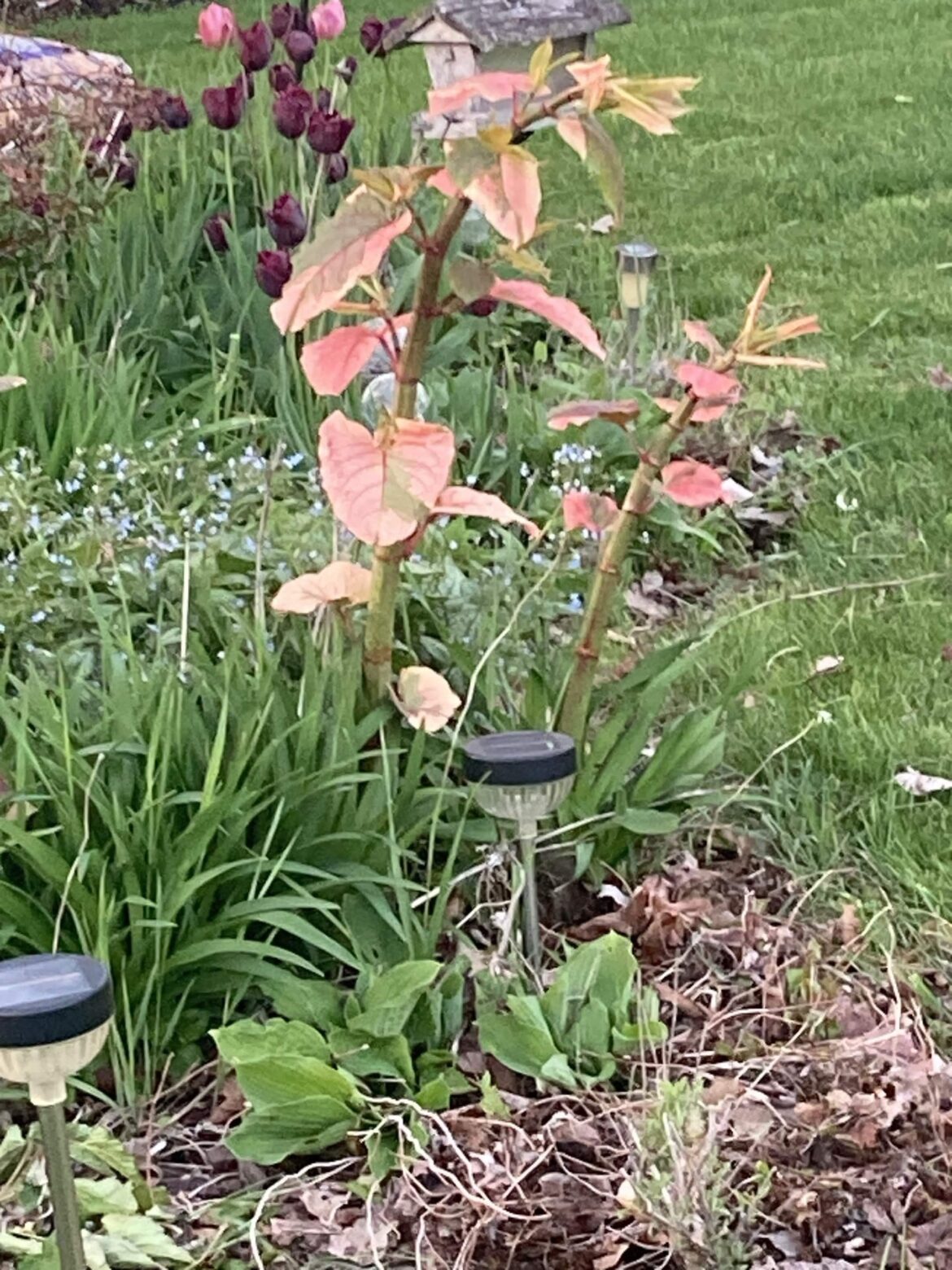 neighbor planted variegated japanese knotweed on purpose..