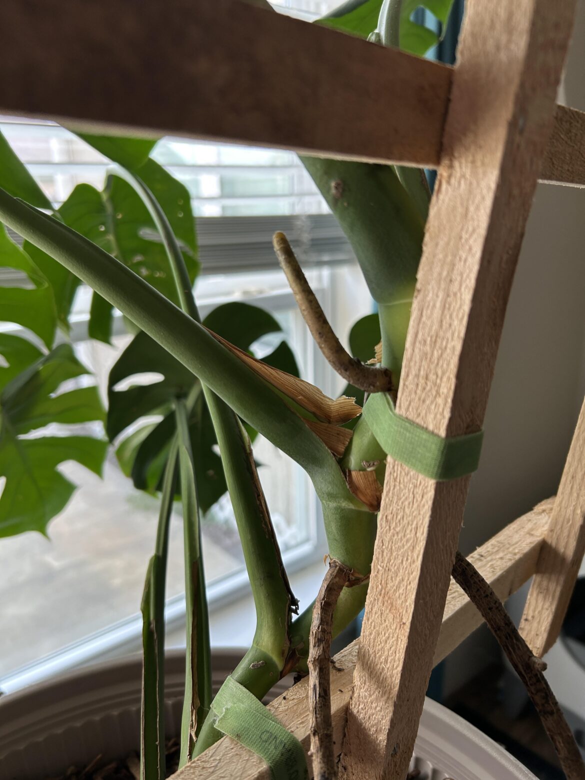 Silly root! Please let’s make a thread of ridiculous monstera root pictures 😆