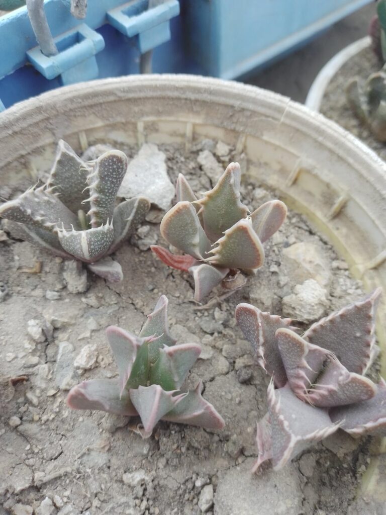 Actualización de faucarias de tres hojas.