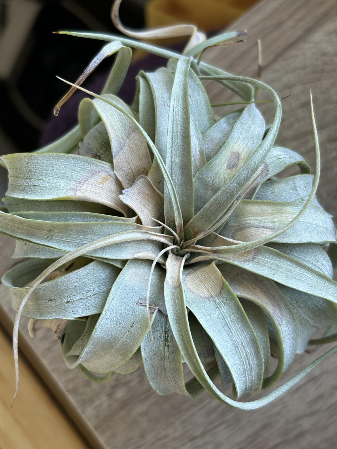 Still green deep inside. Is this sunburn? Still green deep inside. Is this sunburn?