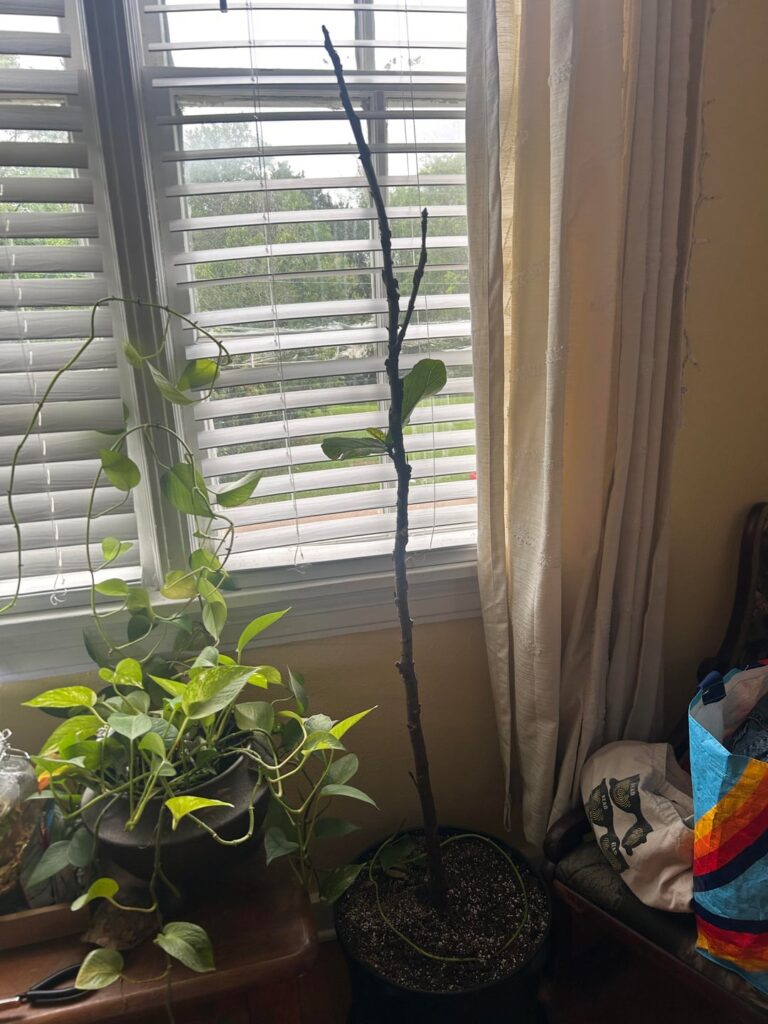 Why is my tree only growing leafs in one spot Why is my tree only growing leafs in one spot