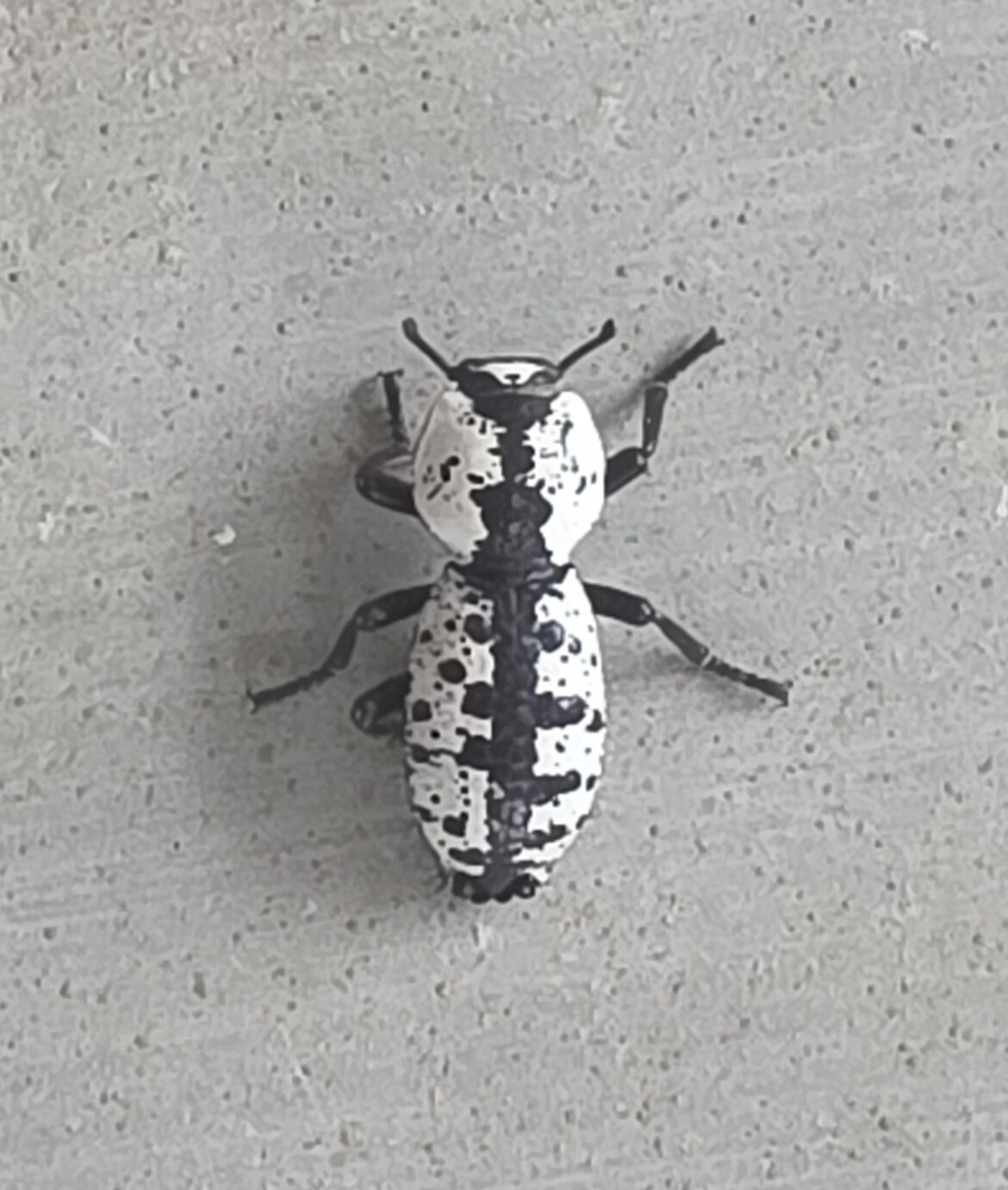 Friend or Foe?