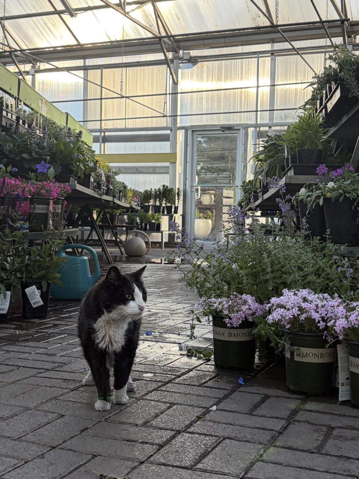 Almost 8 moths working at a plant nursery!