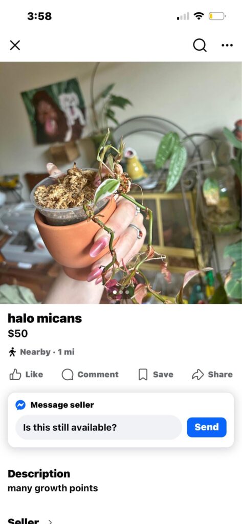Can’t pass up this bargain