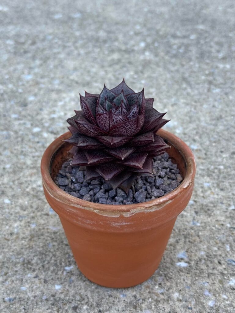 Echeveria 'Dionysos' - Four Years of Progress