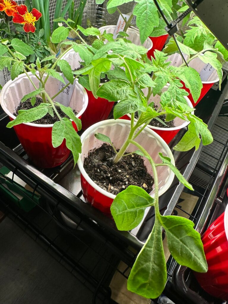 Why is my tomatoes leaves thin and flopped down? Why is my tomatoes leaves thin and flopped down?