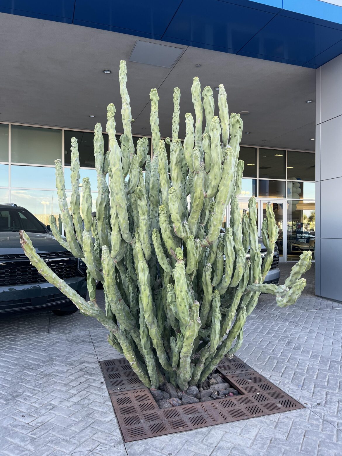 Nice, big surprise at a local car dealership.