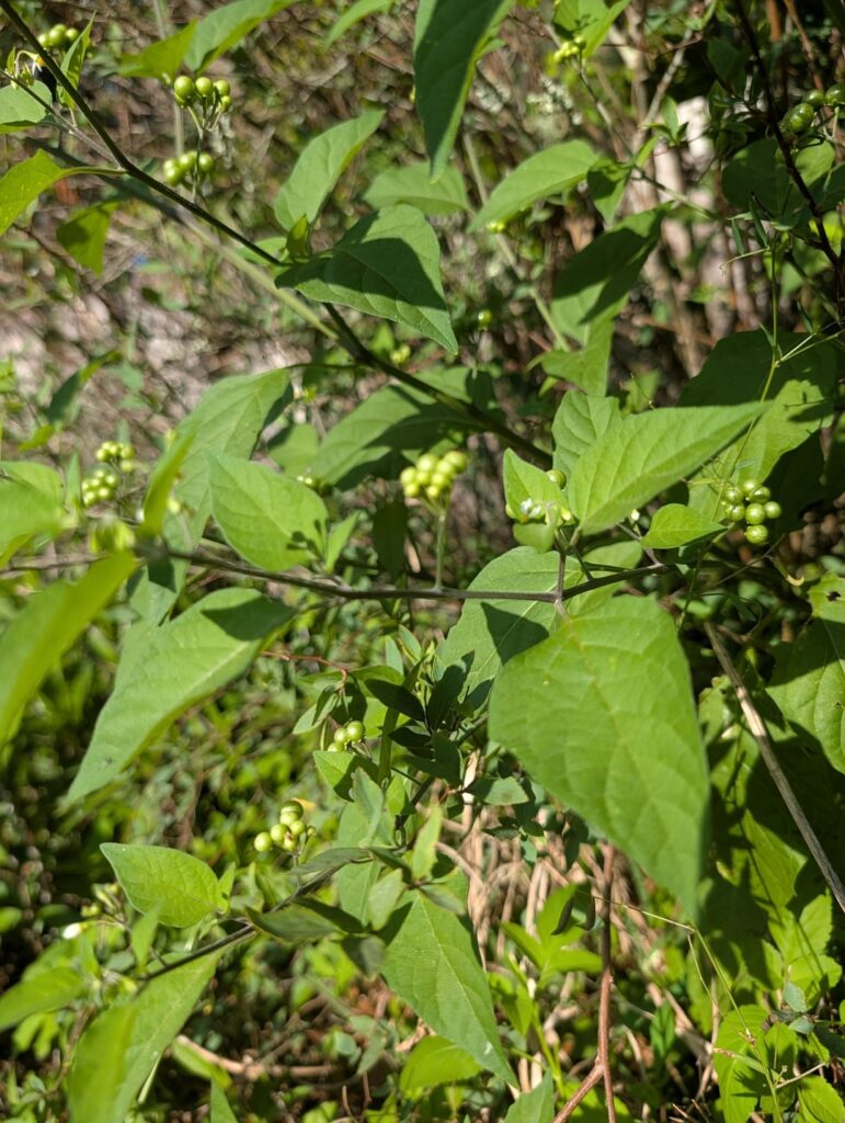 Is this black nightshade?