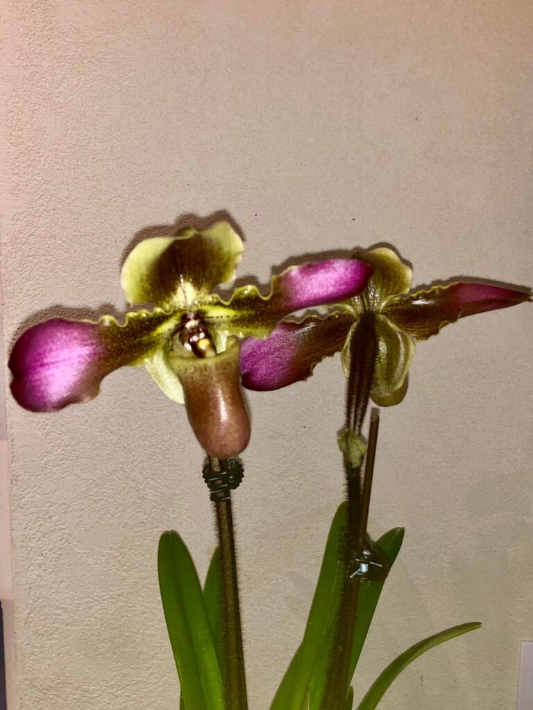 Another bloom, she is absolutely beautiful!