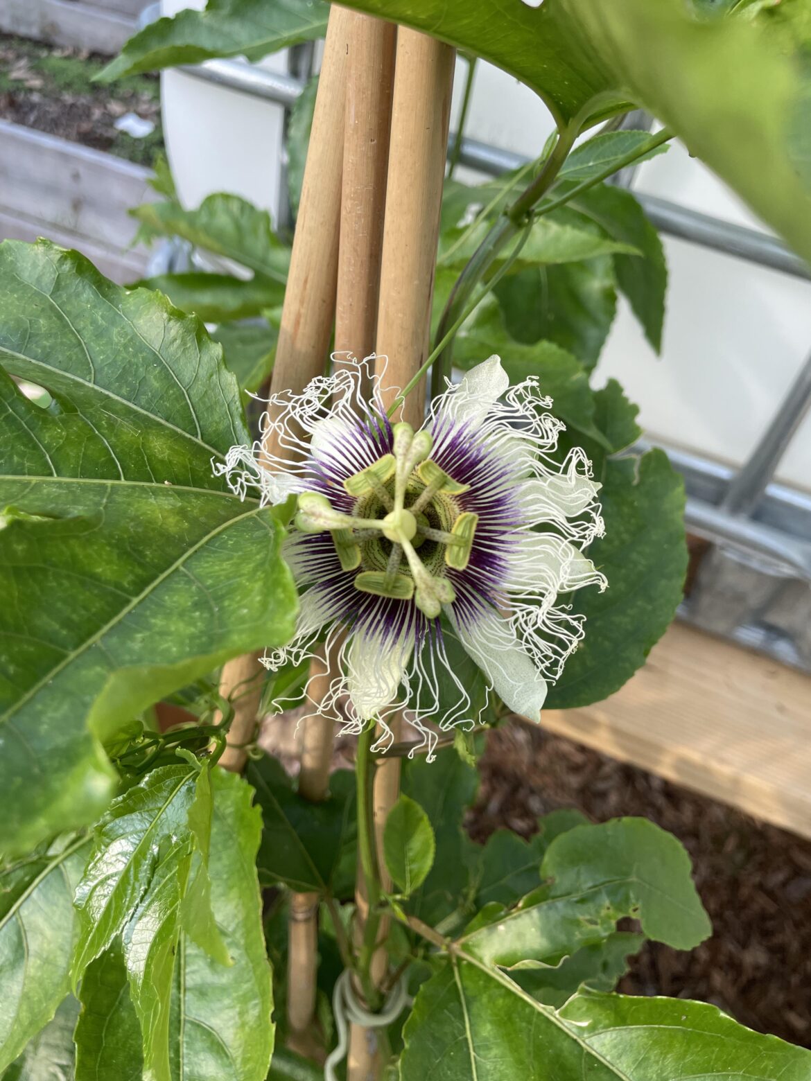 My Purple Possum Passionfruit Vine bloomed today!