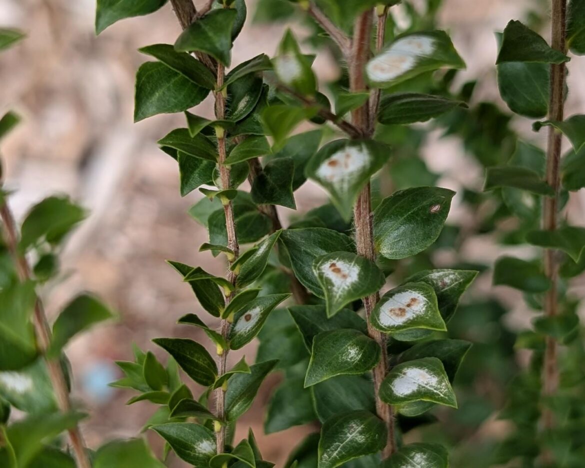Discolouration on young Melaleuca squarossa leaves