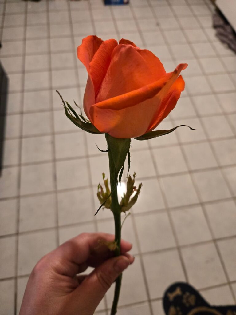 Accidental Rose Growth