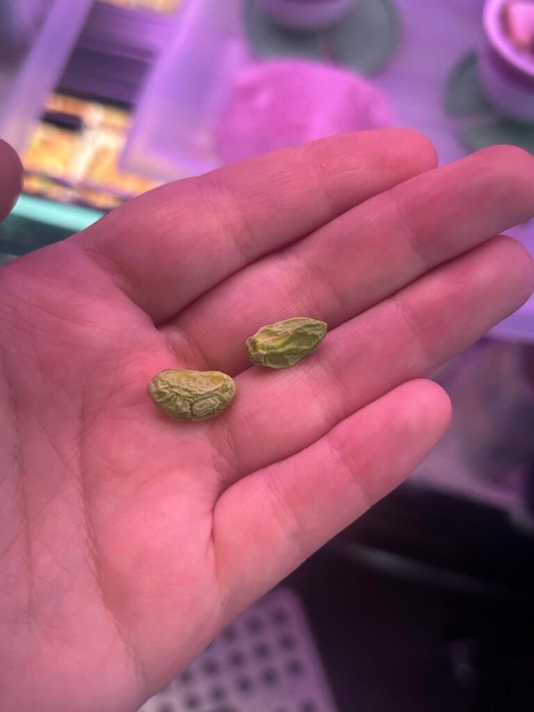 Do you think they’re ready for dormancy?