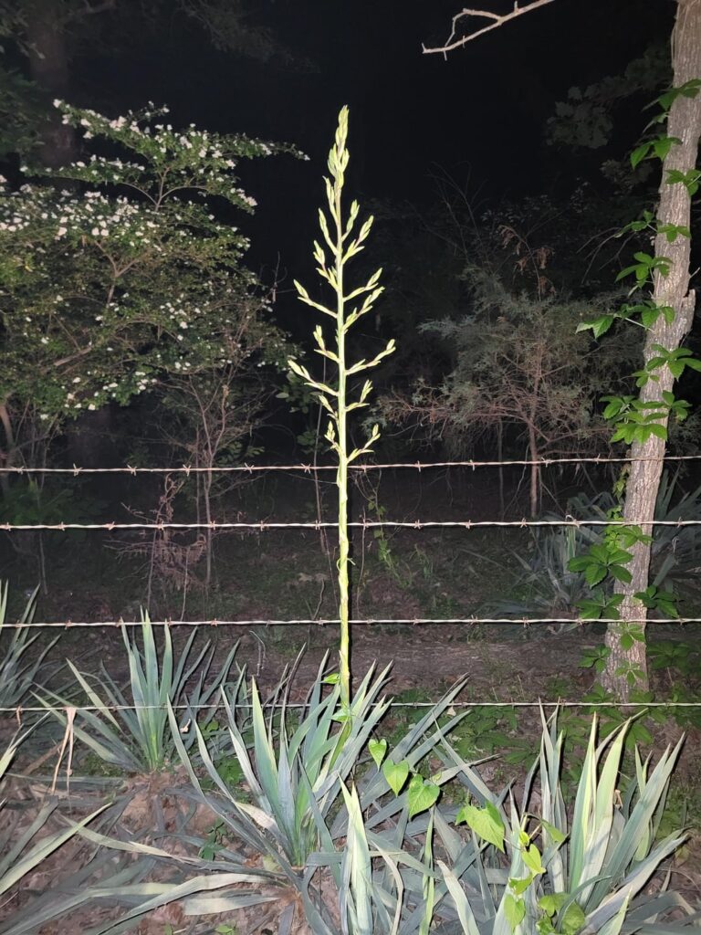 The roadside agave doing their thing