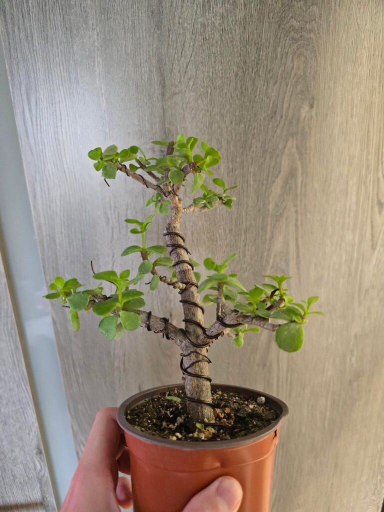 Should i trunk chop this jade? Should i trunk chop this jade?