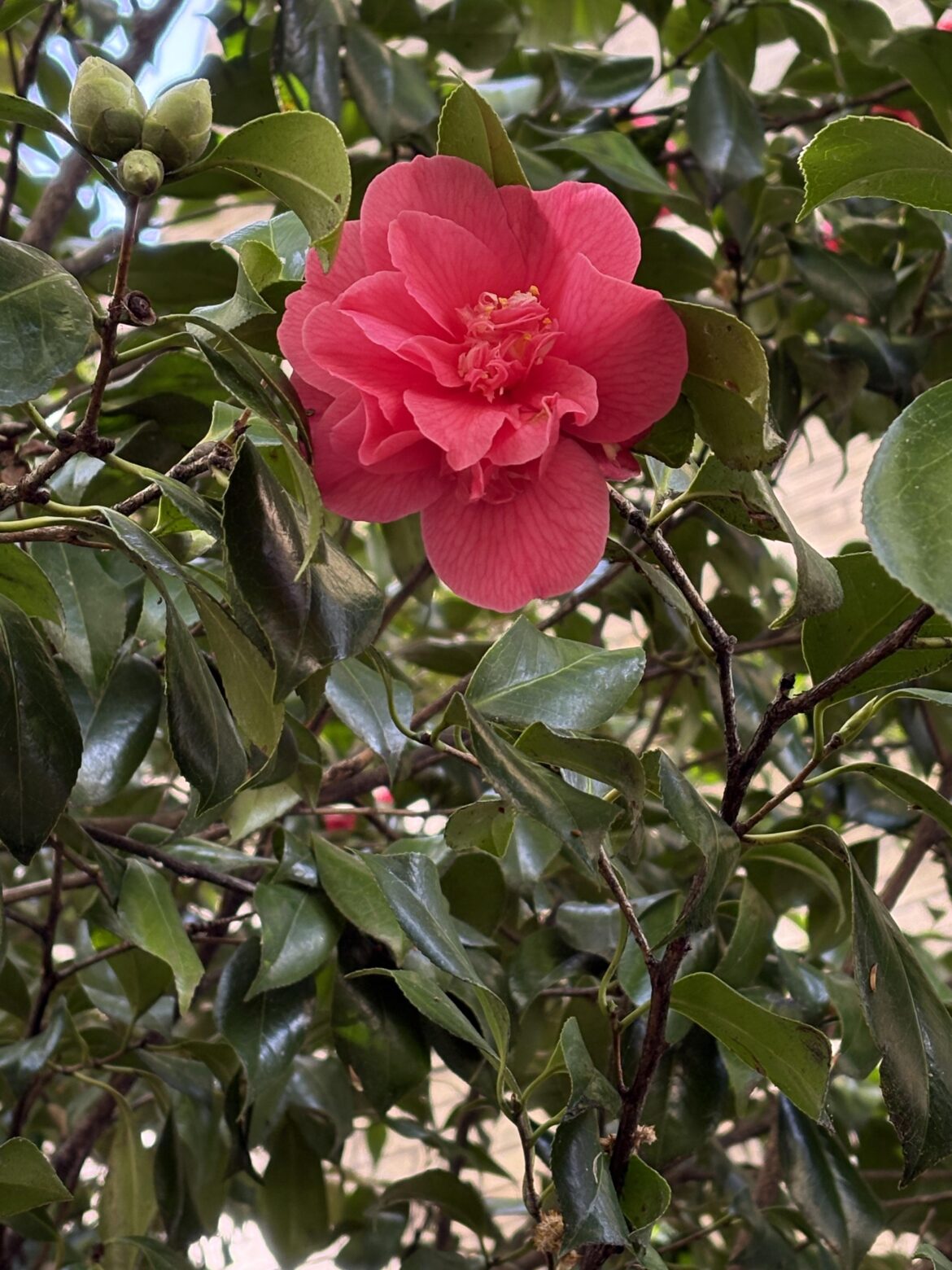 Roses? Rhododendron?
