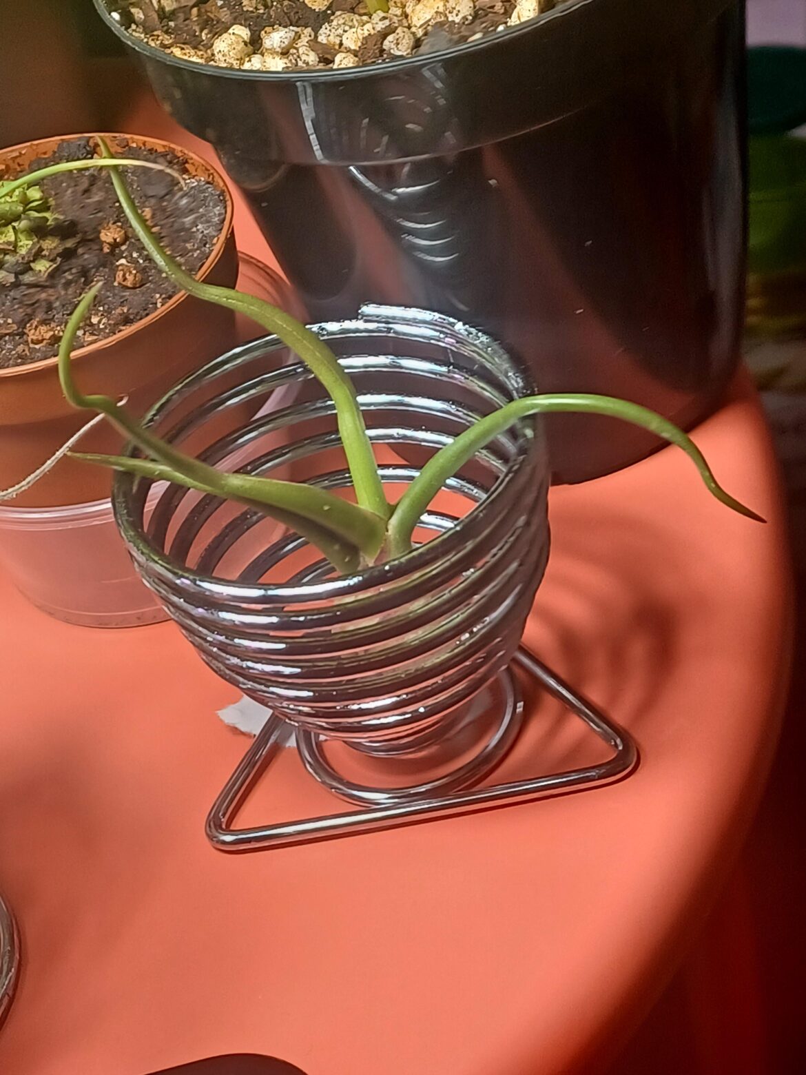 This is the third attempt that i bought another tillandsia bulbosa and want to keep it alive and growing and thriving.