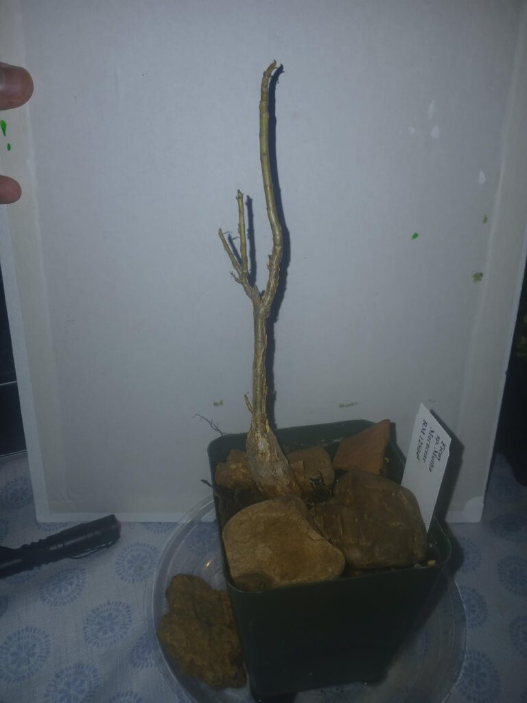 Got this Ficus sp. Mutha and Ficus Aff. Cordata today cant wait for them to leaf out will update when they do.