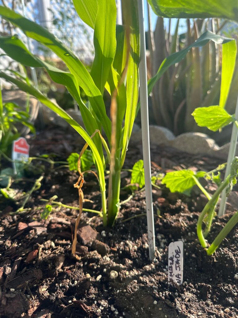 Should I separate my corn plants? Should I separate my corn plants?