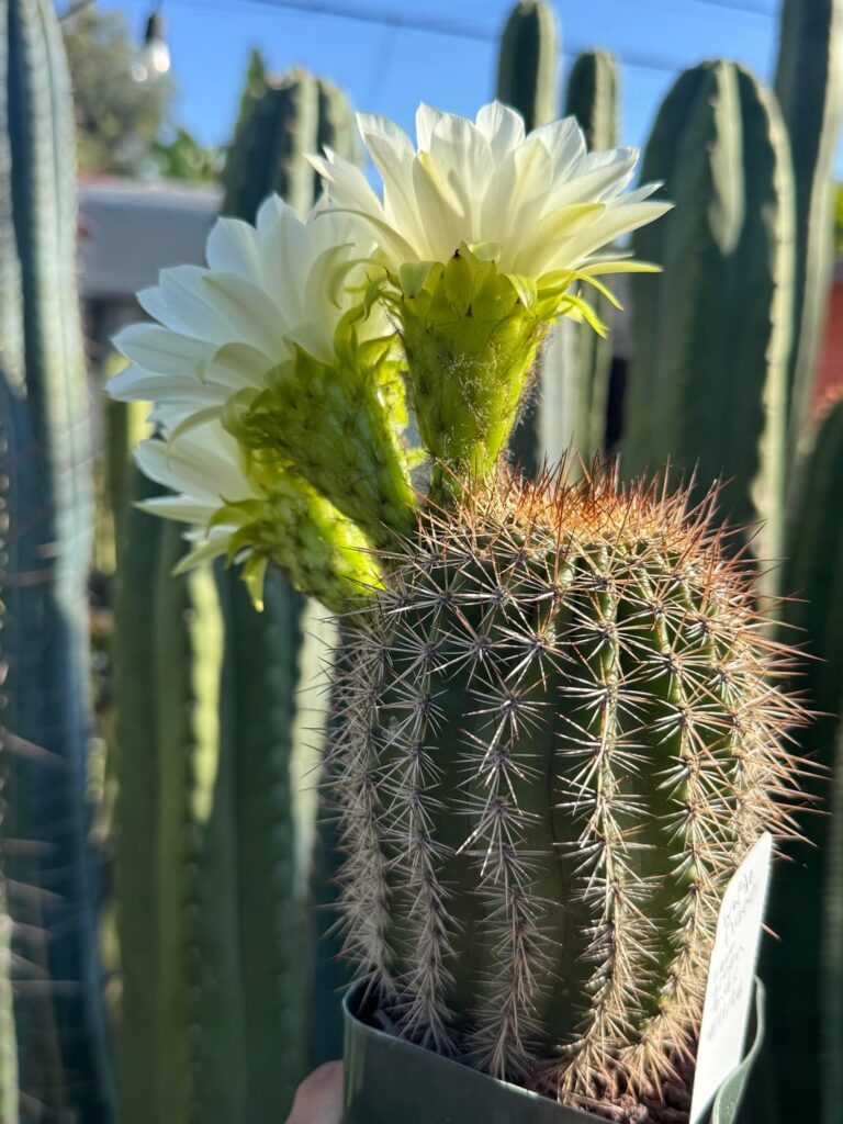 Mini flowering Saguaro
