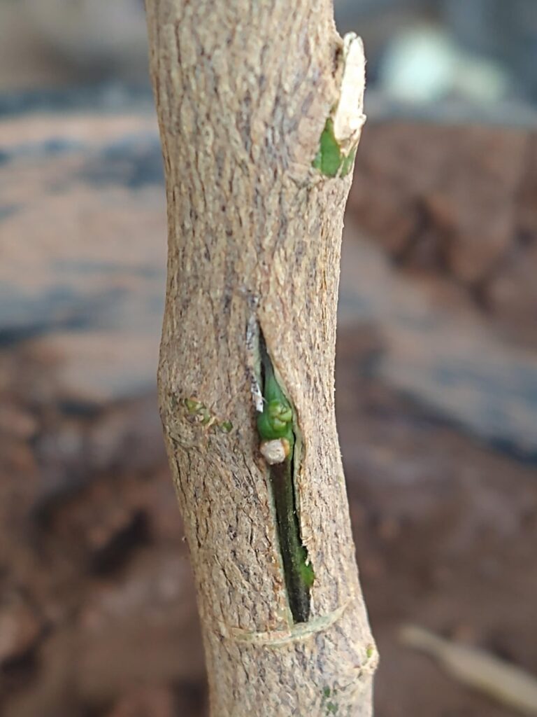 Citrus Bud Grafts