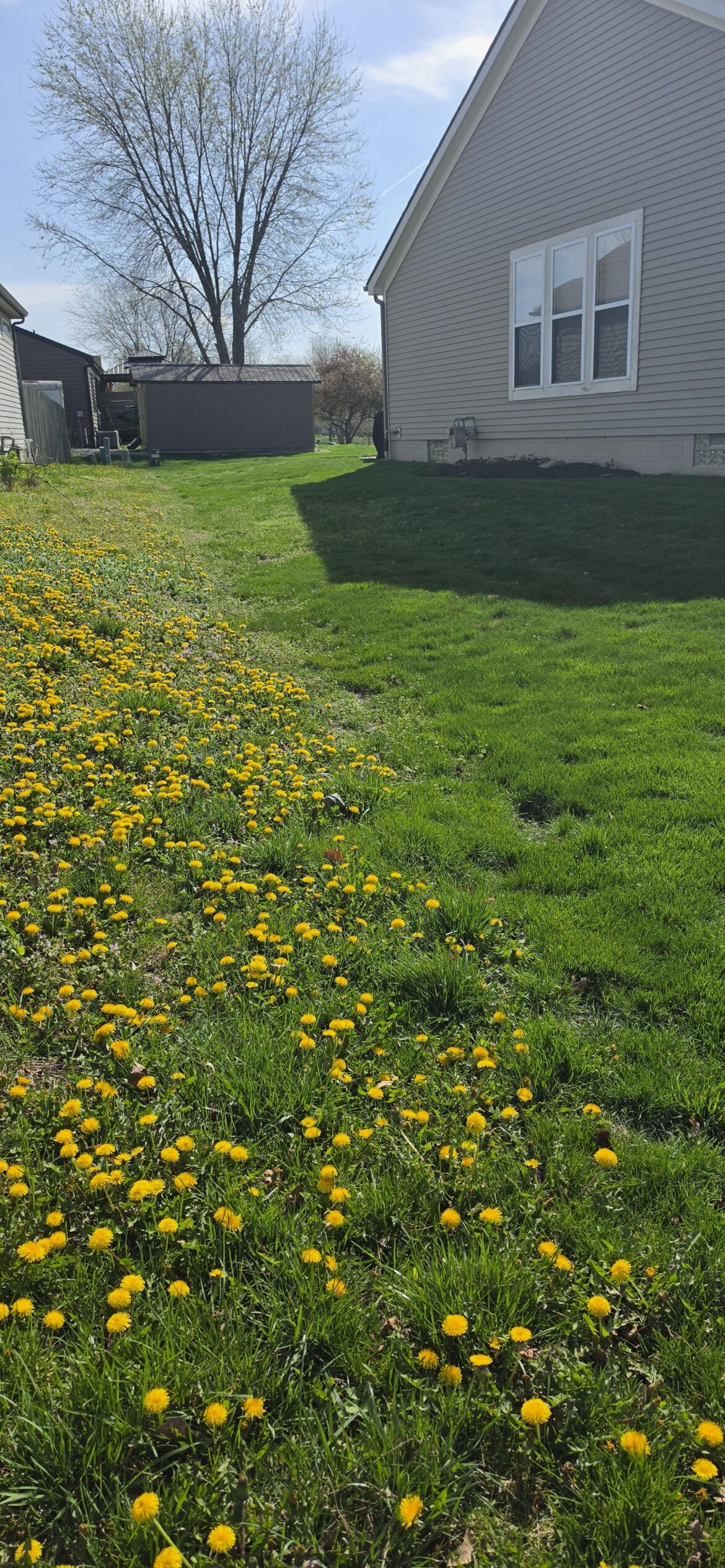 Looking for Advice on Shared Side yard