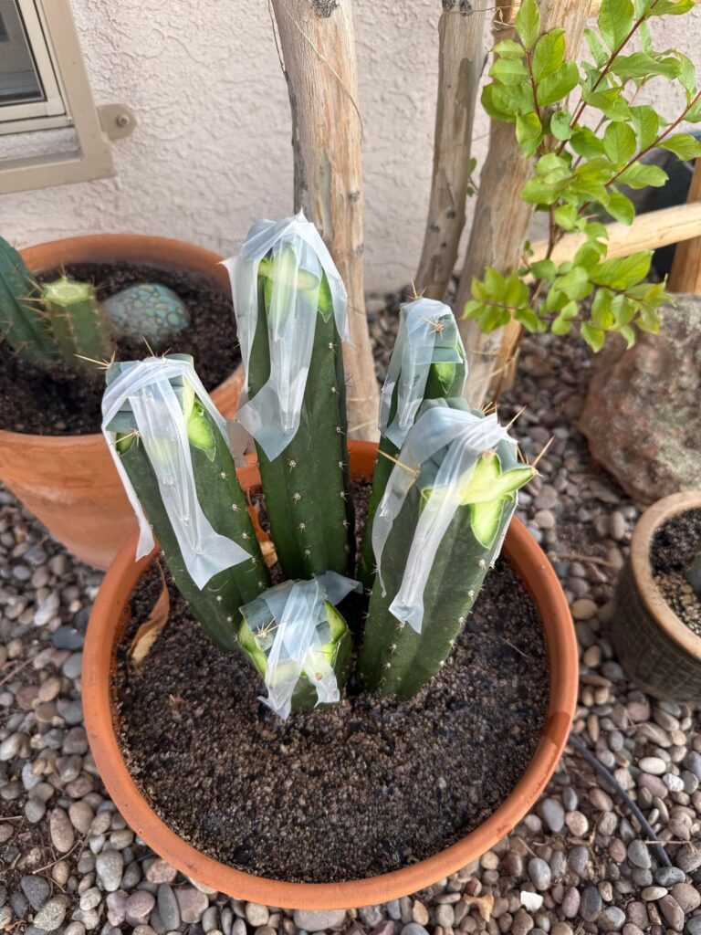 Judge my grafts captus bros.