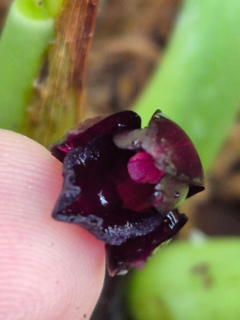 My M. Schunkeana opened!!