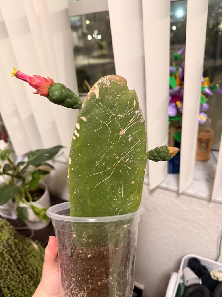 Flower growing from parking lot propagation