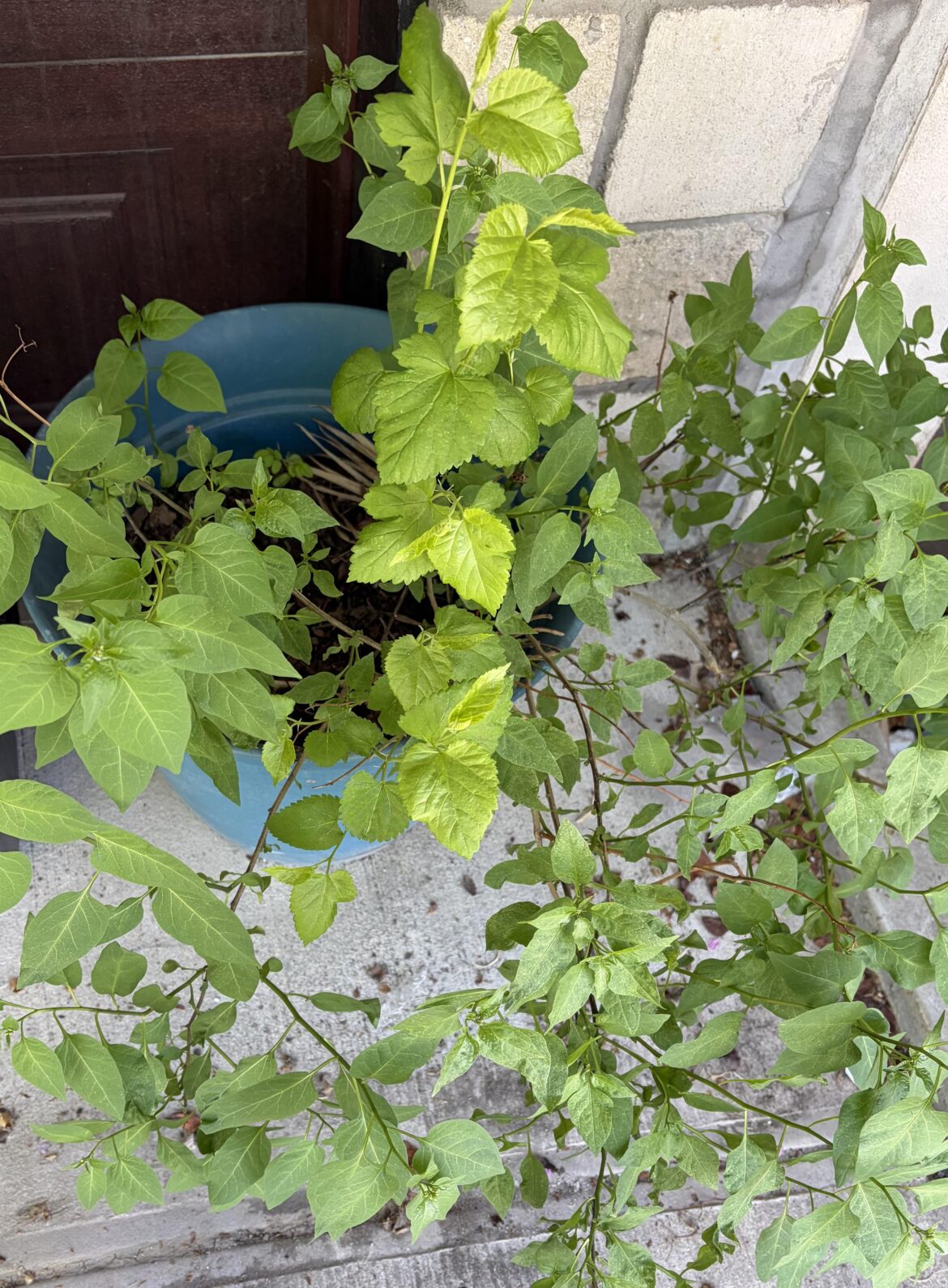 What are these plants growing in my pot?