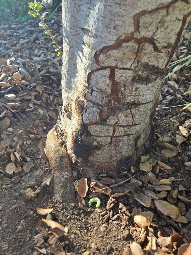 Is this sudden oak death? Is this sudden oak death?
