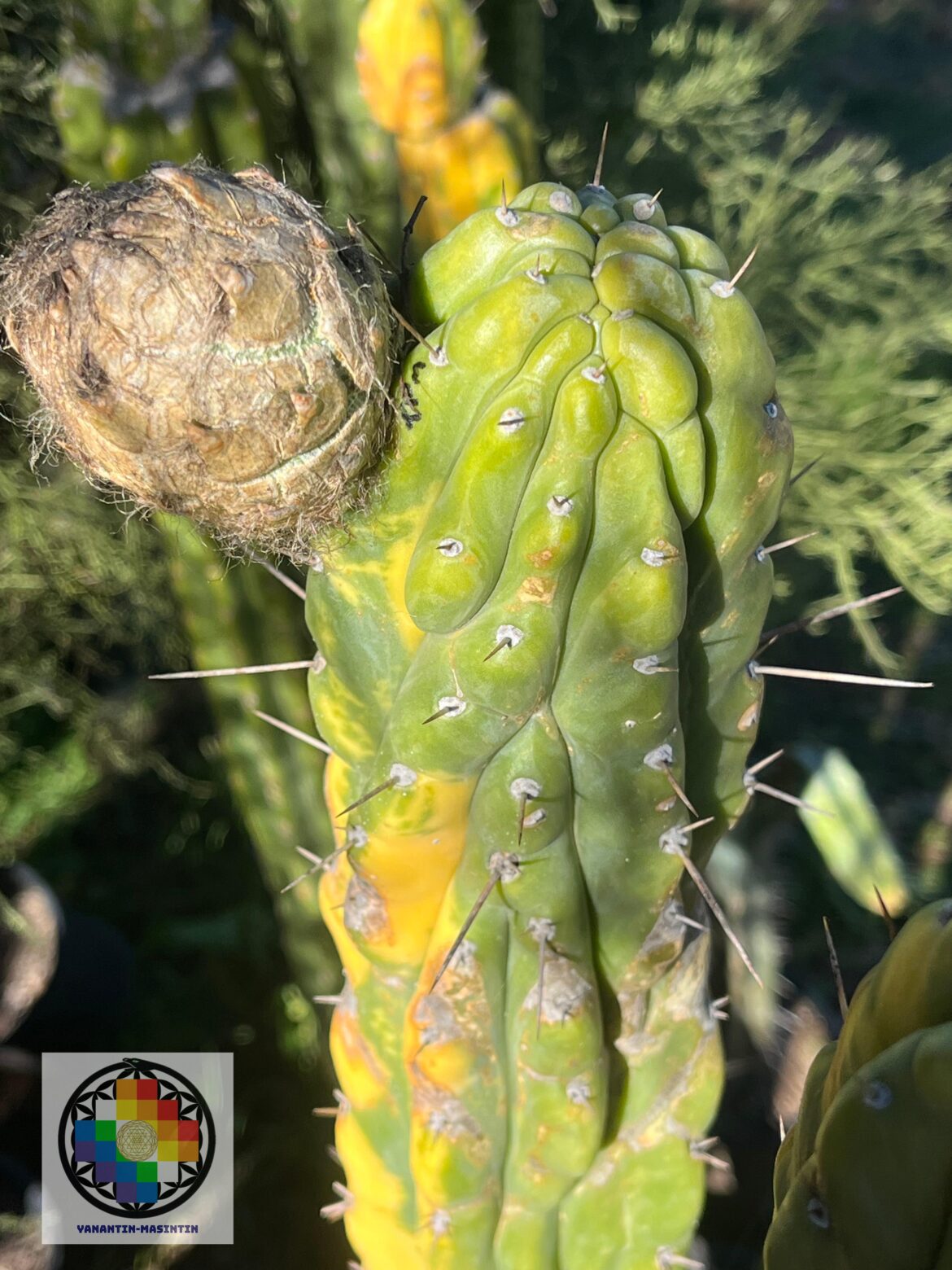 Spring time seed giveaway!