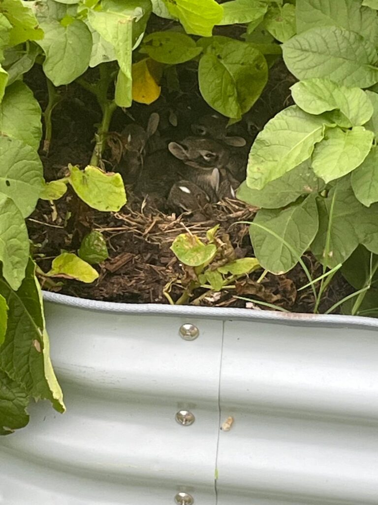 Rabbits in my raised bed