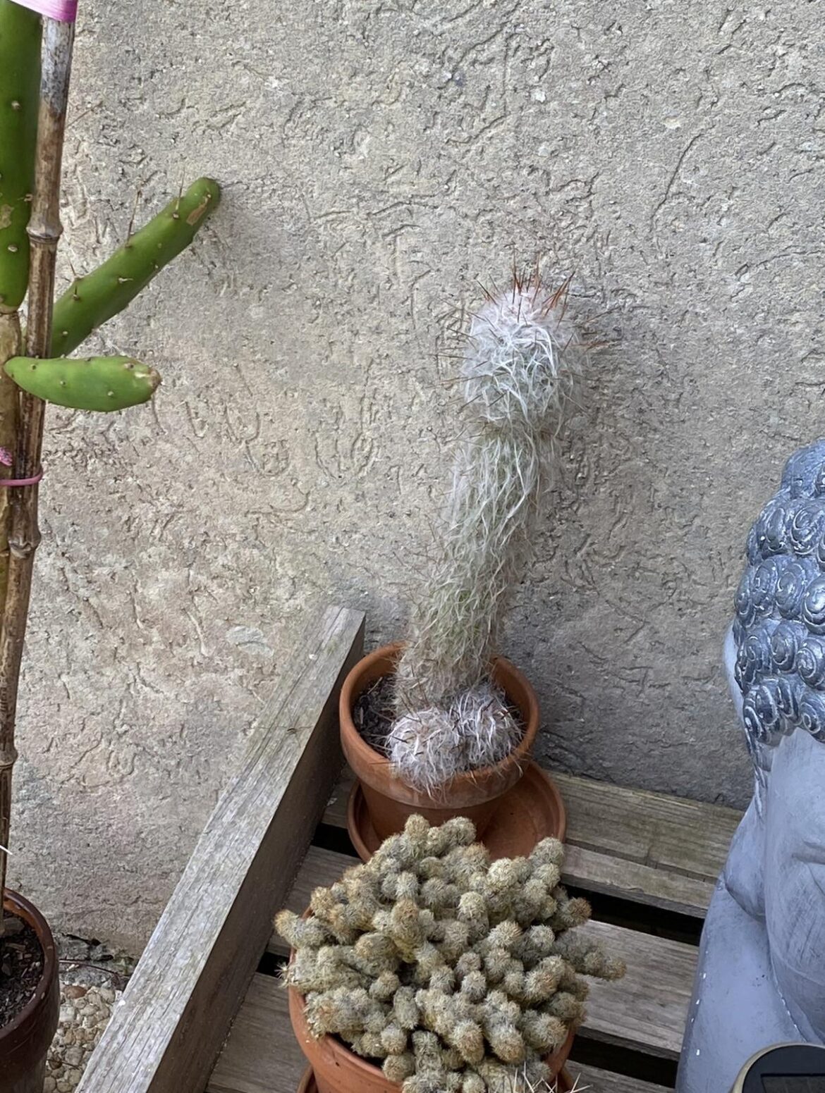 my cactus transformed