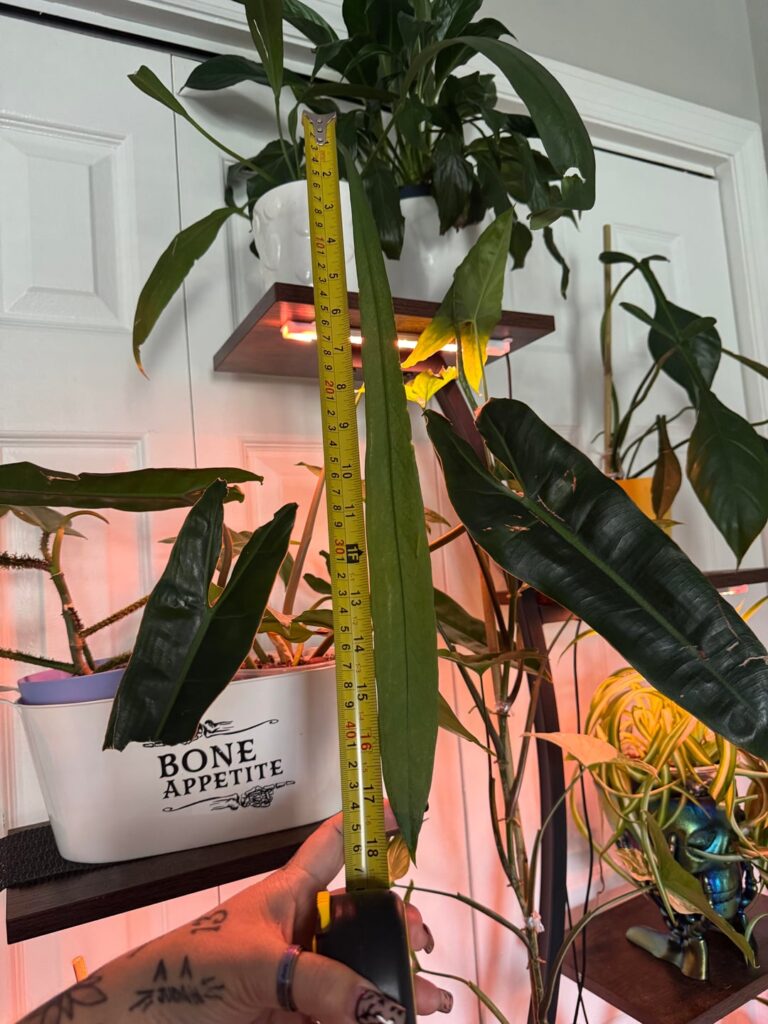 Looong strappy leaves are my fav!