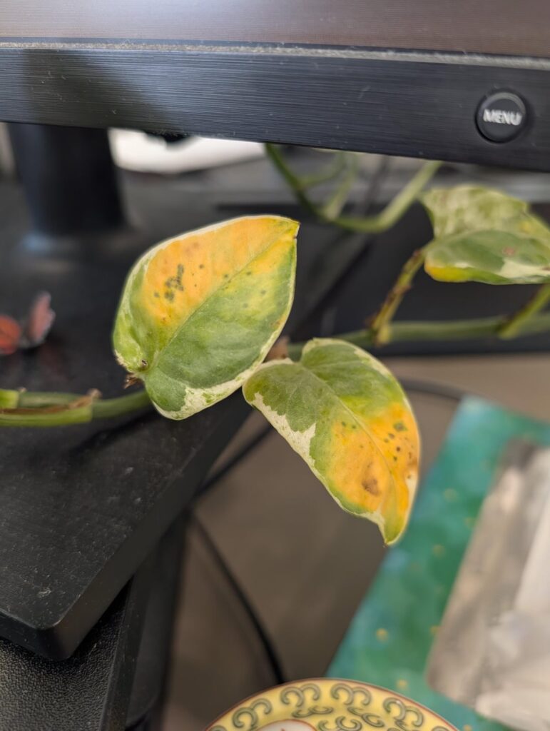 Google says bacterial infection and to throw away 😟