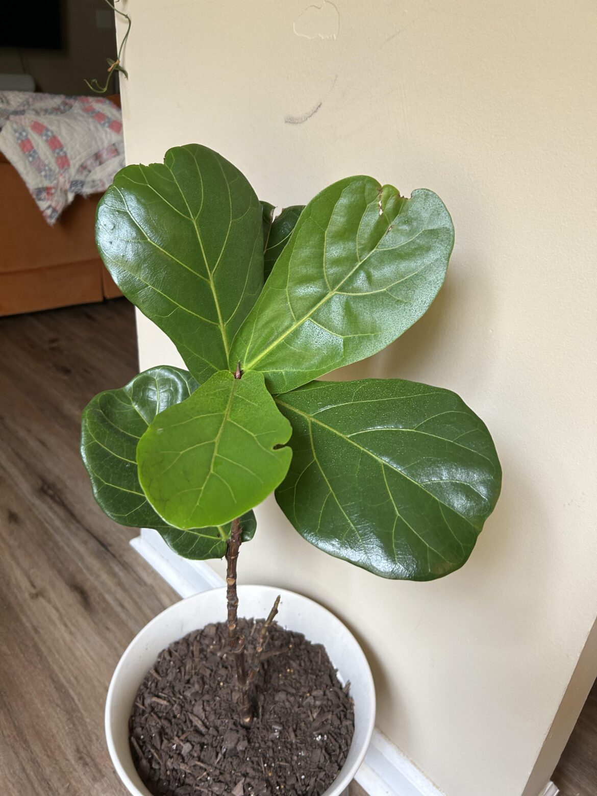 thought i’d post an update of ms. fig my fiddle leaf!!
