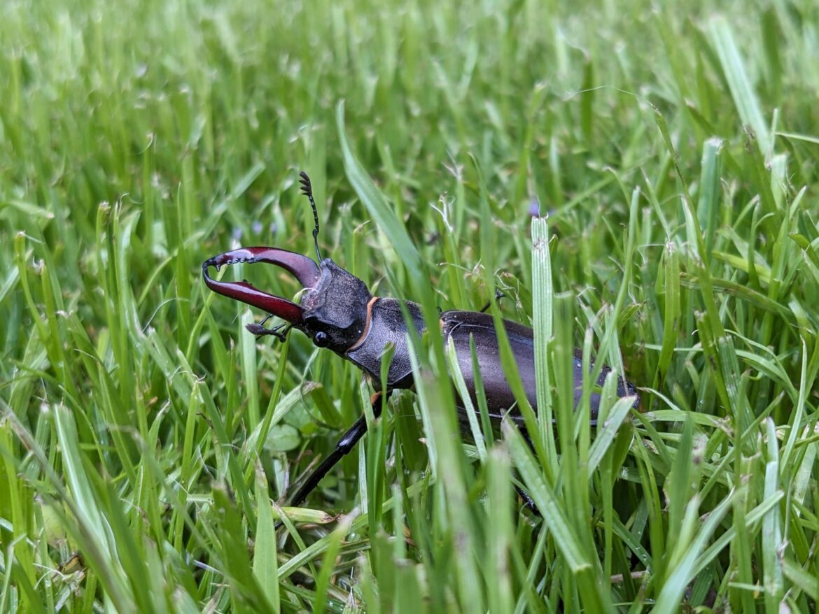 UK based - Stag Beetles in compost heap, unsure what to do to protect them