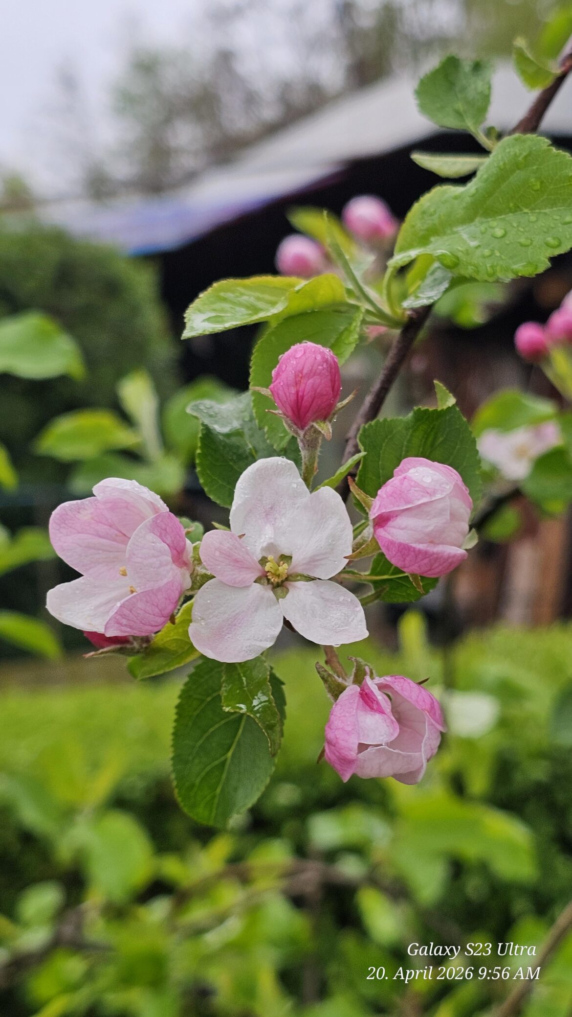 Apfelblüte....