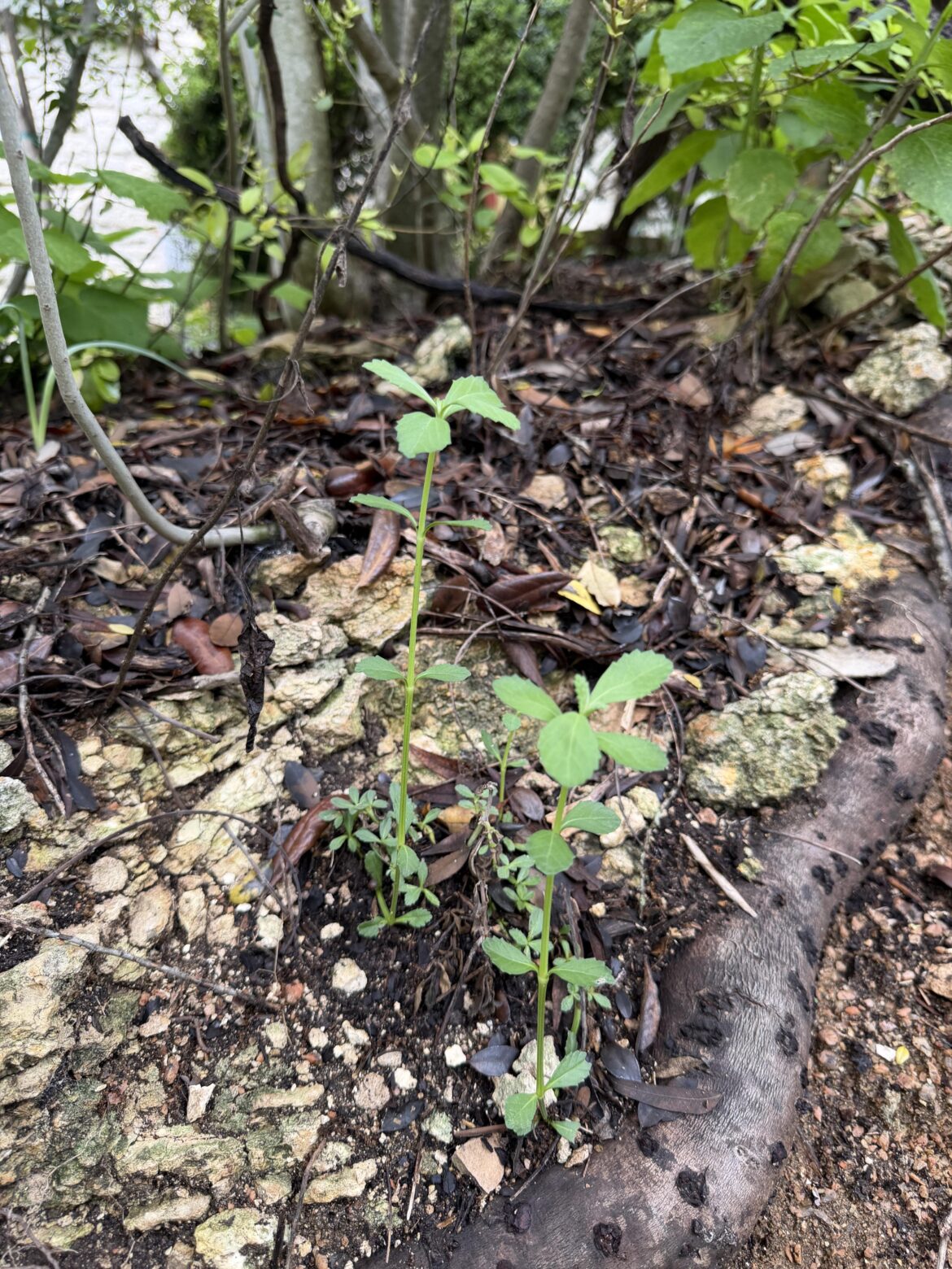 Have y’all ever seen frogfruit growing straight up lol