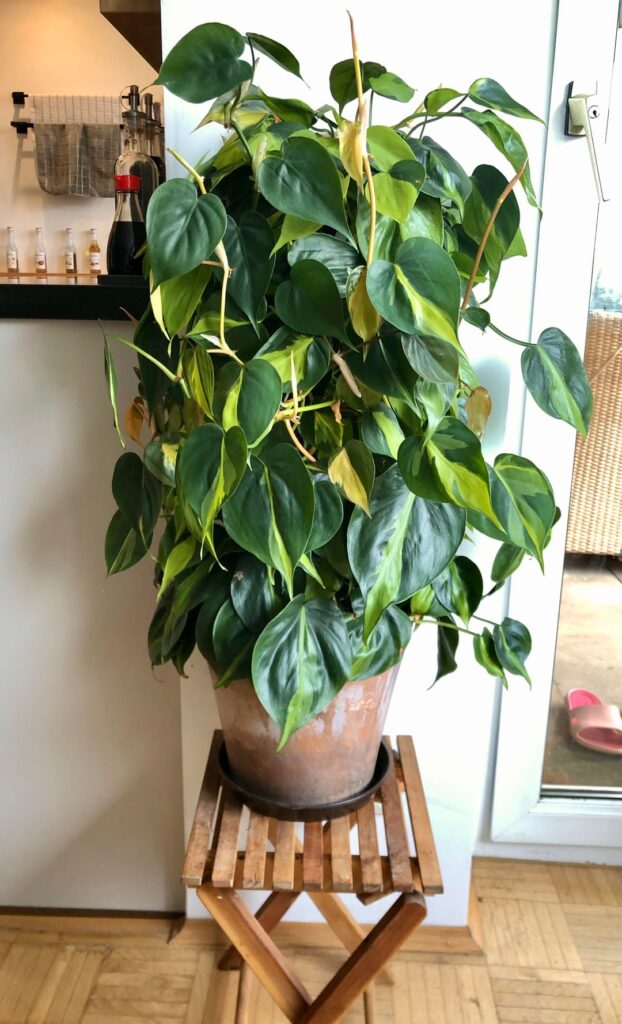 Help for my overgrown philo
