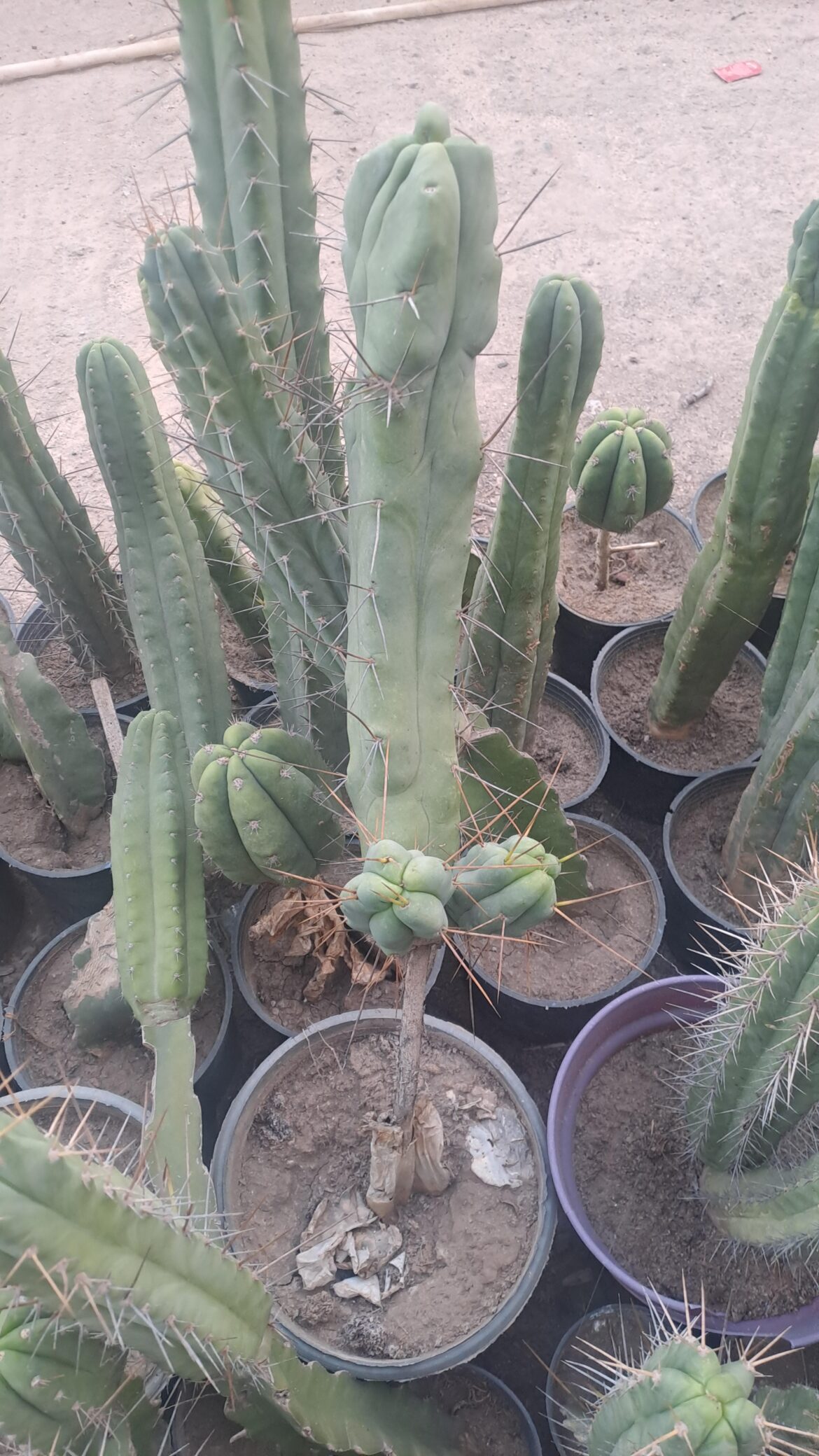 What do you call it ?