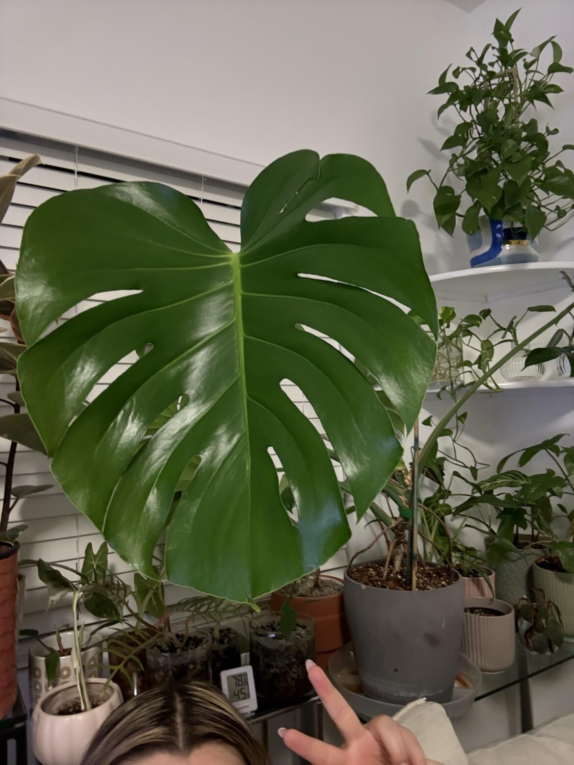 Newest leaf is huge🥹