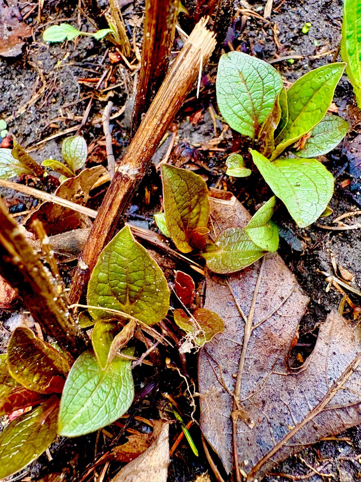 Purple Coneflower starting to come up after all the rain!